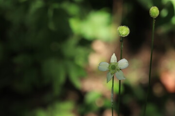 Virginia Anemone (Anemone virginiana) Bloom in Close-Up with Blurred Green Background
