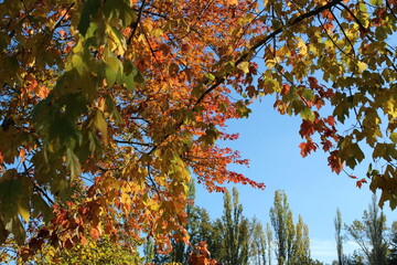 Brilliant fall foliage colors against a blue sky