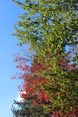  Brilliant fall foliage colors against a blue sky
