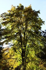 Obraz premium Golden autumn leaves on a tree in sunlight