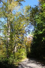 A winding path through a tranquil autumn woodland with golden sunlight