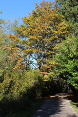 A winding path through a tranquil autumn woodland with golden sunlight