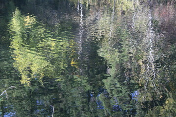 A serene pond reflects the trees on its surface