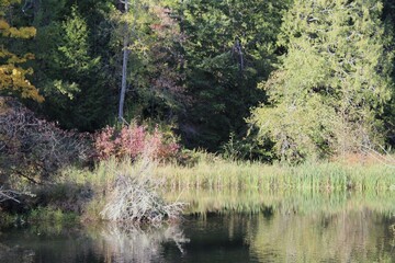 A serene pond reflecting autumn foliage in a tranquil forest