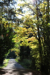 A winding path through a tranquil autumn woodland with golden sunlight