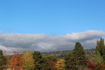 Colorful autumn forest in the mountains
