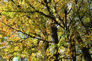 Golden autumn leaves on the trees in sunlight