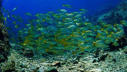 Underwater photo of school of fish at a coral reef. Yellow Snapper Fish. From a scuba dive off the coast of the island Koh Lanta in the south Andaman Sea in Thailand.