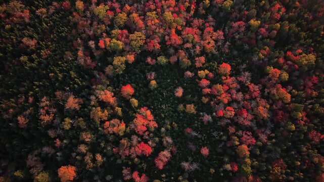 Cinematic drone shot Top View Peaceful Scene Of Autumn Forest In Canada With Rich Red, Yellow, And Green Trees. Camera Slowly Rotates And Moves Up, Revealing The Vast Nova Scotia Landscape.