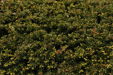 Close-Up Texture of Podocarpus Plant with Small Brownish Blossoms and Buds