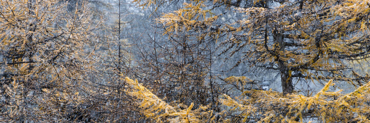 Larch trees with yellowed autumn needles during the first autumn snowfall. Cold weather and snow in autumn in October. Tree branches close-up. Beautiful panoramic natural background. Wide panorama.