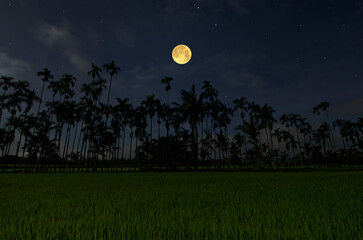 Beautiful rice field with bright full moon in The evening