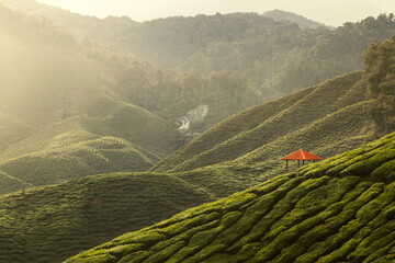 Tea Plantations Cinematic Green Landscape Wallpaper