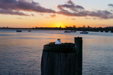 Sun rises over distant horizon creating golden glow and back-lighting harbour and nesting tern on old wharf pile on waterfront
