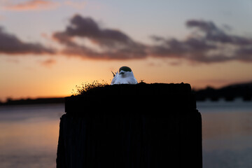 Sun rises over distant horizon creating golden glow and back-lighting harbour and nesting tern on old wharf pile on waterfront