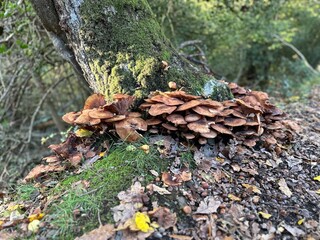 Autumn Mushrooms and moss on tree