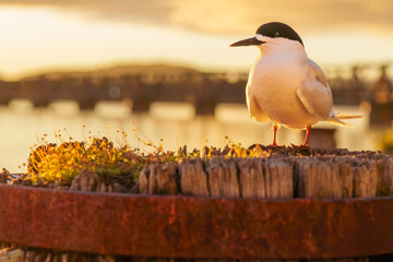 white fronted tern or sterna striata in foreground standing on top of old wharf pile back-lit by morning golden hour as sunrises.