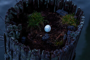 Single speckled birds egg from white-fronted tern or strena striata in a nesting site in top of old wharf pile