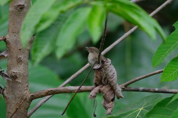 wild bird in tropical rainforest 