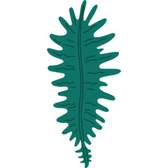A single elongated teal green feathery leaf detailed with jagged edges and a central spine on a transparent background