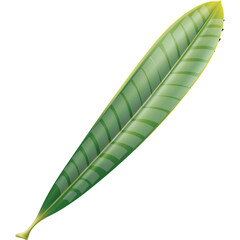 A single elongated green leaf with intricate parallel vein patterns and a subtle yellow gradient towards the tip displayed against a clean white background, its stem visible at the bottom.