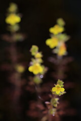 Phtheirospermum Parishii  , low bushes on exposed ridge of limestone. Corolla yellow, sparsely glandular-pilose outside. upper lip broadly ovate, flower lip spreading 3-lobed.
Umphang ,Tak ,THAILAND