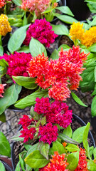 Vibrantly colored flowers planted in pots in the nursery - Celosia plumosa