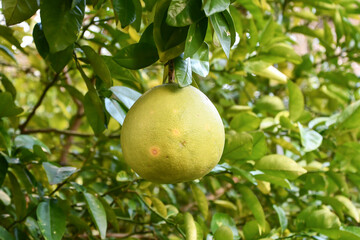 ザボン（ブンタン）　Pomelo