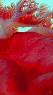 Observe the magnificent Spanish Dancer, Hexabranchus sanguineus, in its Red Sea habitat. An Imperial Shrimp, Zenopontonia rex, makes a home on the vibrant nudibranch.