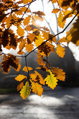 autumn yellow and brown leaves background 
