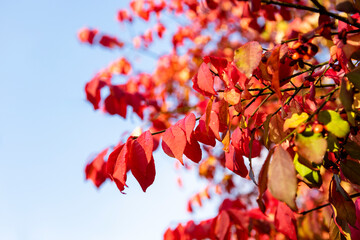 Fototapeta premium red autumn leaves with blue sky