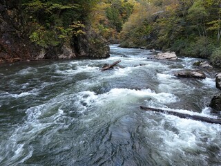 A river with a lot of water and a log in it. The water is very clear and the log is floating in the middle of the river