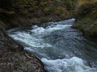 A river with a lot of white water and a lot of trees in the background. The water is moving fast and the trees are in the background