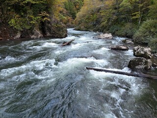 A river with a lot of water and logs floating in it. The water is very clear and the logs are floating on top of it