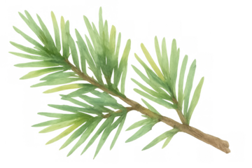 Watercolor pine branch with green needles, creating a natural botanical illustration for nature and forest themes