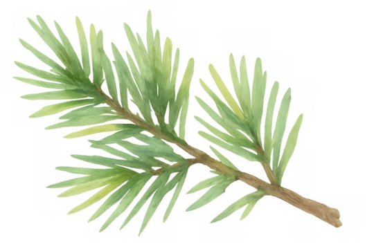 Watercolor pine branch with green needles, creating a natural botanical illustration for nature and forest themes