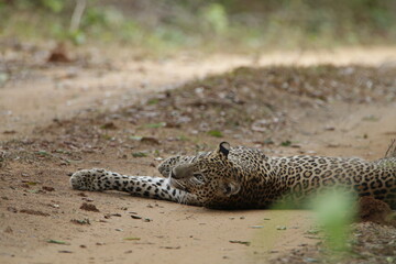 Sri Lankan Leopard in Wilpattu National Park, Sri Lanka 