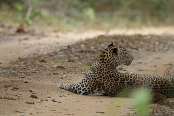 Sri Lankan Leopard in Wilpattu National Park, Sri Lanka 