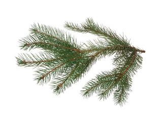 Green Christmas tree branch on white background