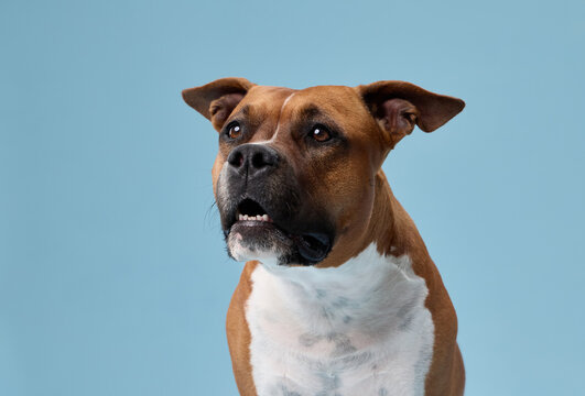 A staffordshire terrier appears puzzled with raised brows and stiff ears. The blue background highlights its expressive face.