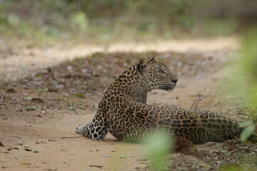 Sri Lankan Leopard in Wilpattu National Park, Sri Lanka 