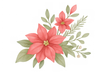 Hand painted watercolor poinsettia flower arrangement for christmas and winter holidays, transparent background