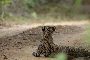 Sri Lankan Leopard in Wilpattu National Park, Sri Lanka 