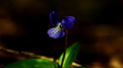 A striking close-up of a beautiful wild purple violet flower blooming in deep forest shadows