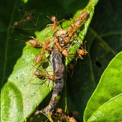 Ants swarm around a caterpillar on a leaf