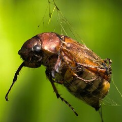 Beetle entangled in fragile spider web