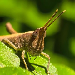 Closeup of insect on green leaf