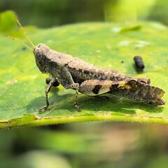 Insect rests on the leaf of a plant