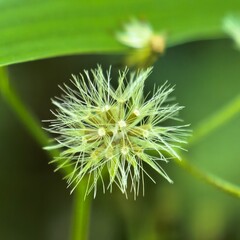 Miniature seed pod amidst green foliage a tiny world