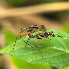 Mating flies perched on a green leaf